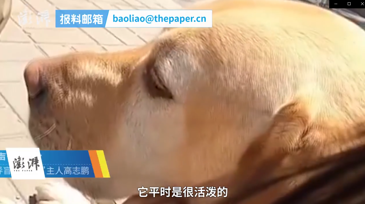 导盲犬坐公交被骂哭，主人说几乎每天被赶