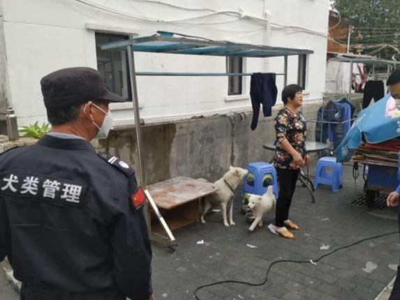 深圳一天收治213只流浪犬，城管提醒：勿随意遗弃宠物