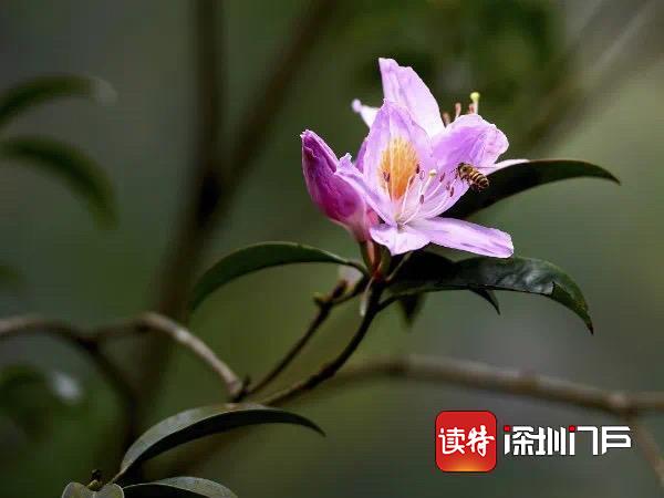 这个春天，我们一起“云赏花”