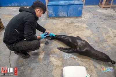 海狮“入职”满500天！金沙湾国际乐园首批海洋动物适应良好