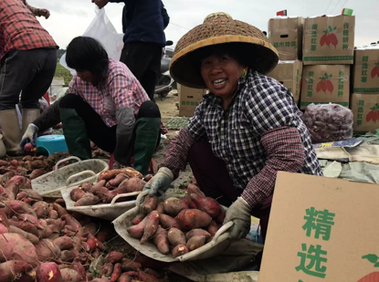 “石南蜜薯”走出去了！龙岗扶贫为滞销农产品“带货”