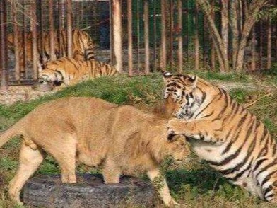 专家称人不会从猫科动物身上感染新冠病毒  
