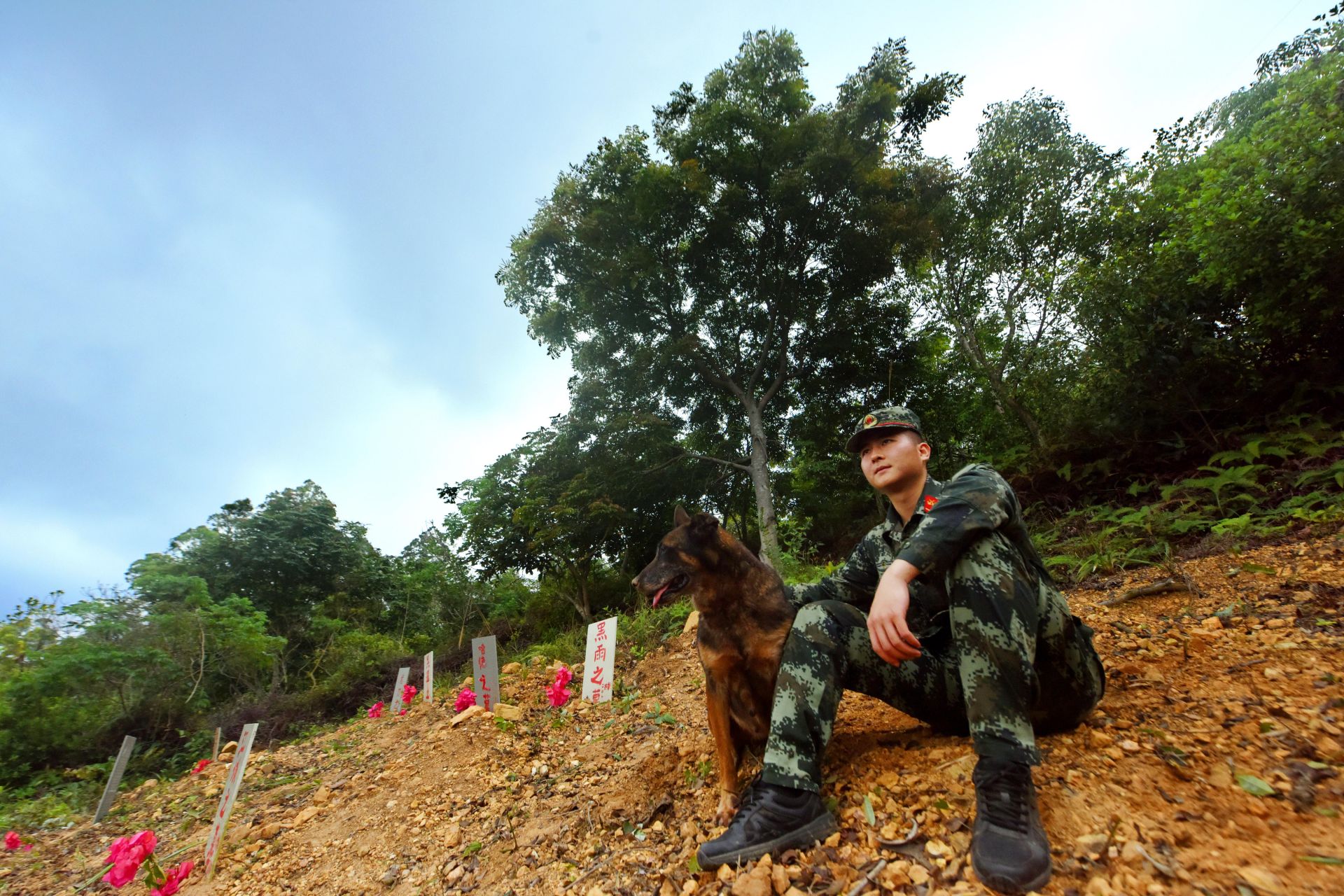 致敬无言战友！武警悼念13只功勋犬