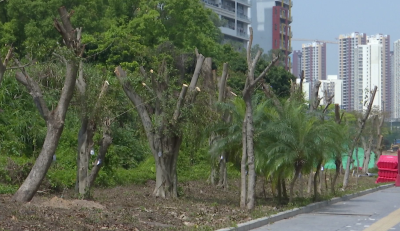宝龙大道砍树引居民质疑  街道办回应：道路提升工程需移植部分树木