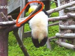 三问熊猫“禄禄仔”之死：为何两度错失救助机会，管理是否有疏漏