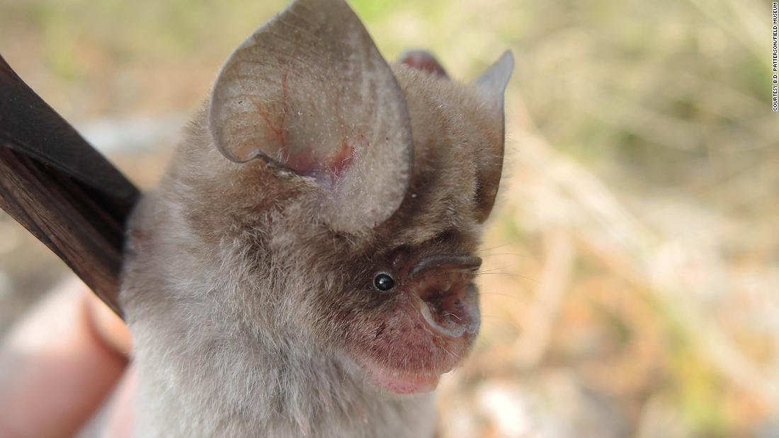 科学家发现四种非洲蝙蝠与新冠病毒潜在宿主菊头蝠相关