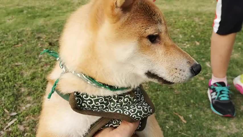 这个春天带你的狗狗来遛弯吧 狗狗：终于能出来玩啦！