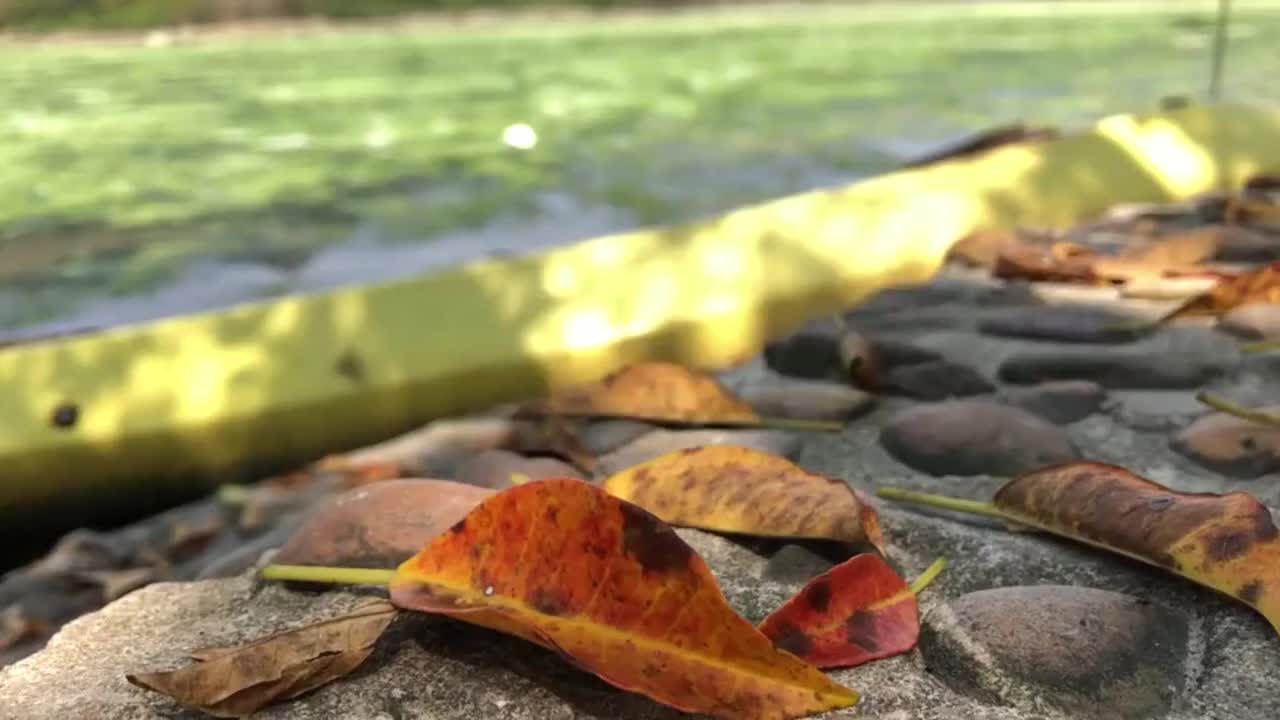 就这几天抓紧去看！深圳东涌的红树林红啦