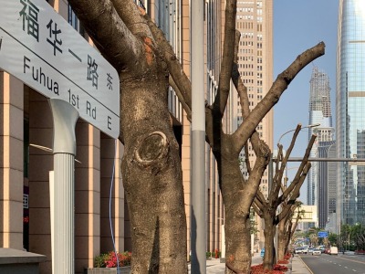 中心区行道树被“光头”惹争议，有关部门回应称为消除安全隐患