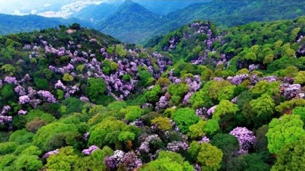 抚育出世界级“城中花海”，致敬梧桐山毛棉杜鹃护花人