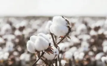 全棉时代用一朵棉花，探索可持续未来