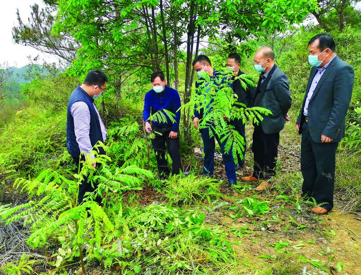 广东惠东 中药种植项目助贫困村实现创收