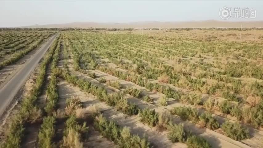 新疆鄯善县万亩大芸花盛开