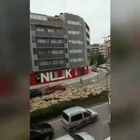 蒙古国送给中国的30000只羊入境了？真相来了