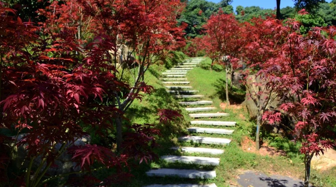 五一假期，趁阳光正好，上帽峰山赏“枫”景