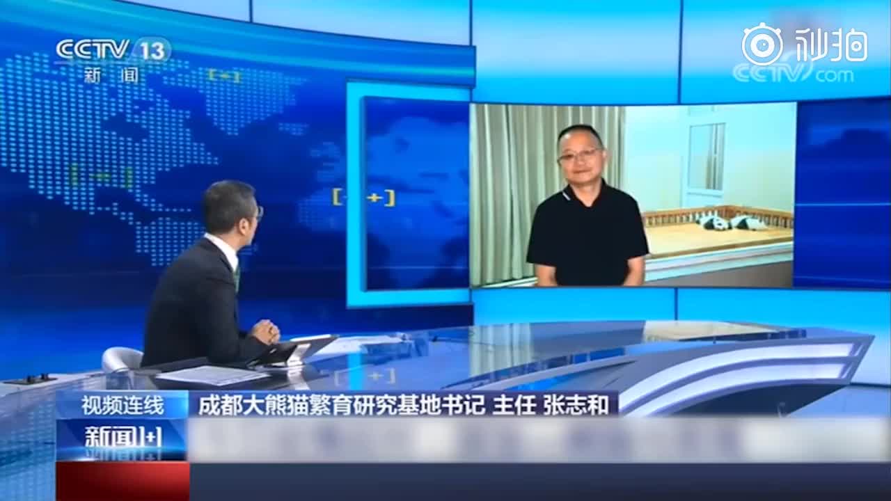 放心卖萌！成都大熊猫全部接受核酸检测：结果全部是阴性