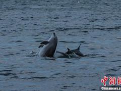 海豚迁徙季，土耳其海湾现多只跳动的“精灵”