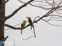 林中鸟趣