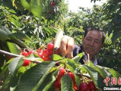 甘肃天水古稀老人四十载“樱桃情缘”：从不认可到致富产业