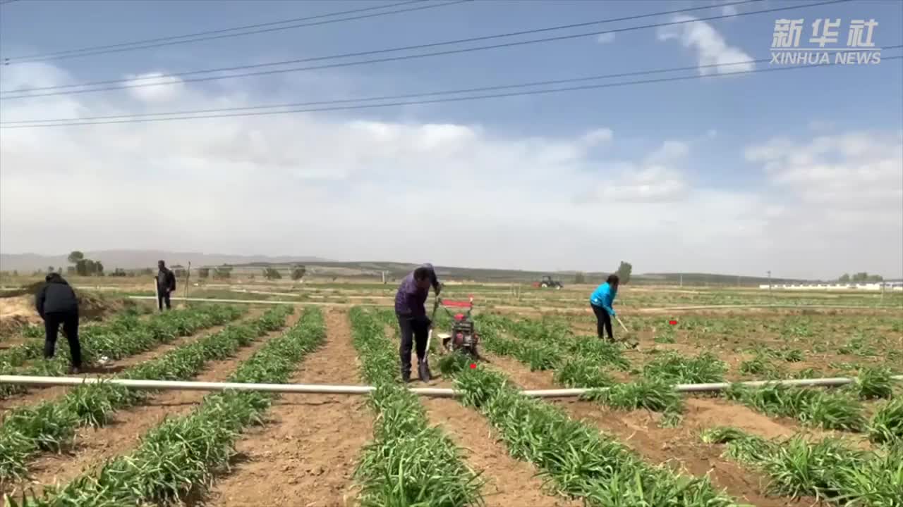 新华社独家视频 | 总书记考察的黄花产业助力脱贫攻坚
