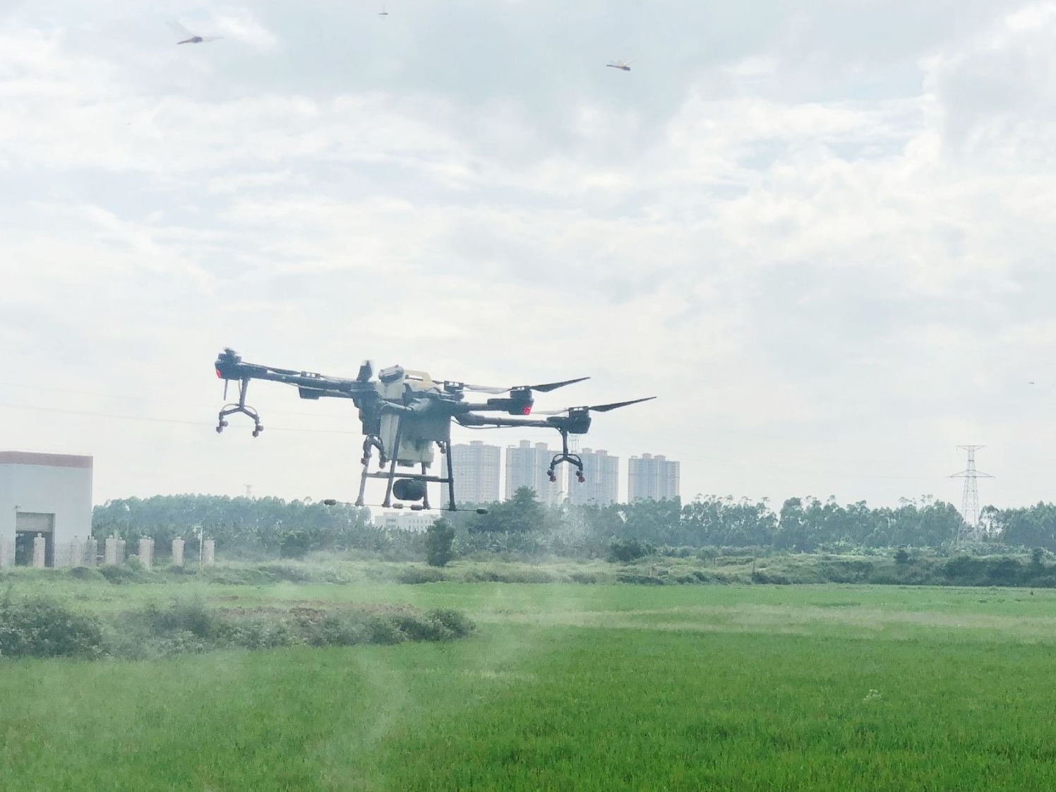 东莞农户无人机洒药，180亩水稻长势良好 