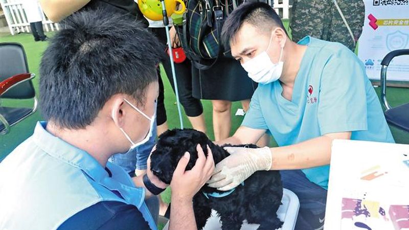 爱犬有了 “芯”证！宝安举办第二届深圳爱犬日活动，大力推进犬只“芯片”注射