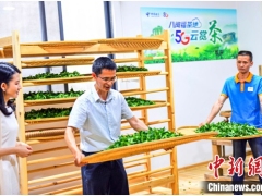 首秀“5G云赏茶” 福建武夷山赋能智慧茶业发展