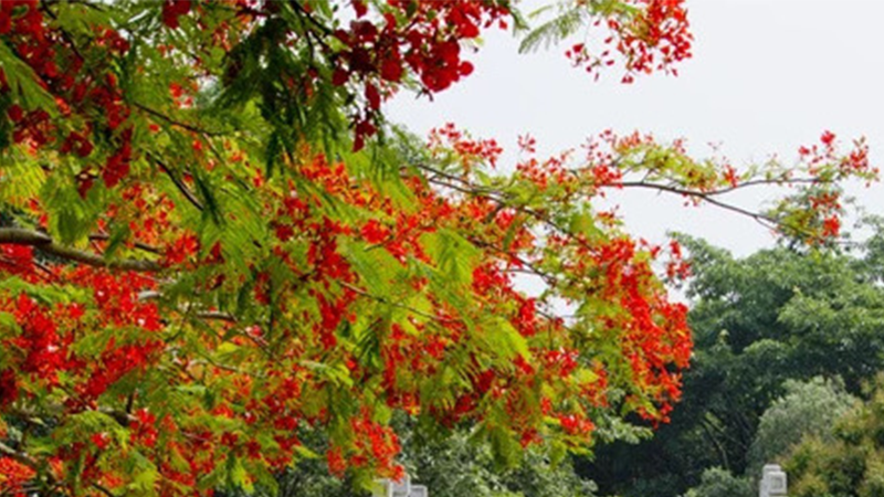 H5 | 炎炎夏日，遇见凤凰花开