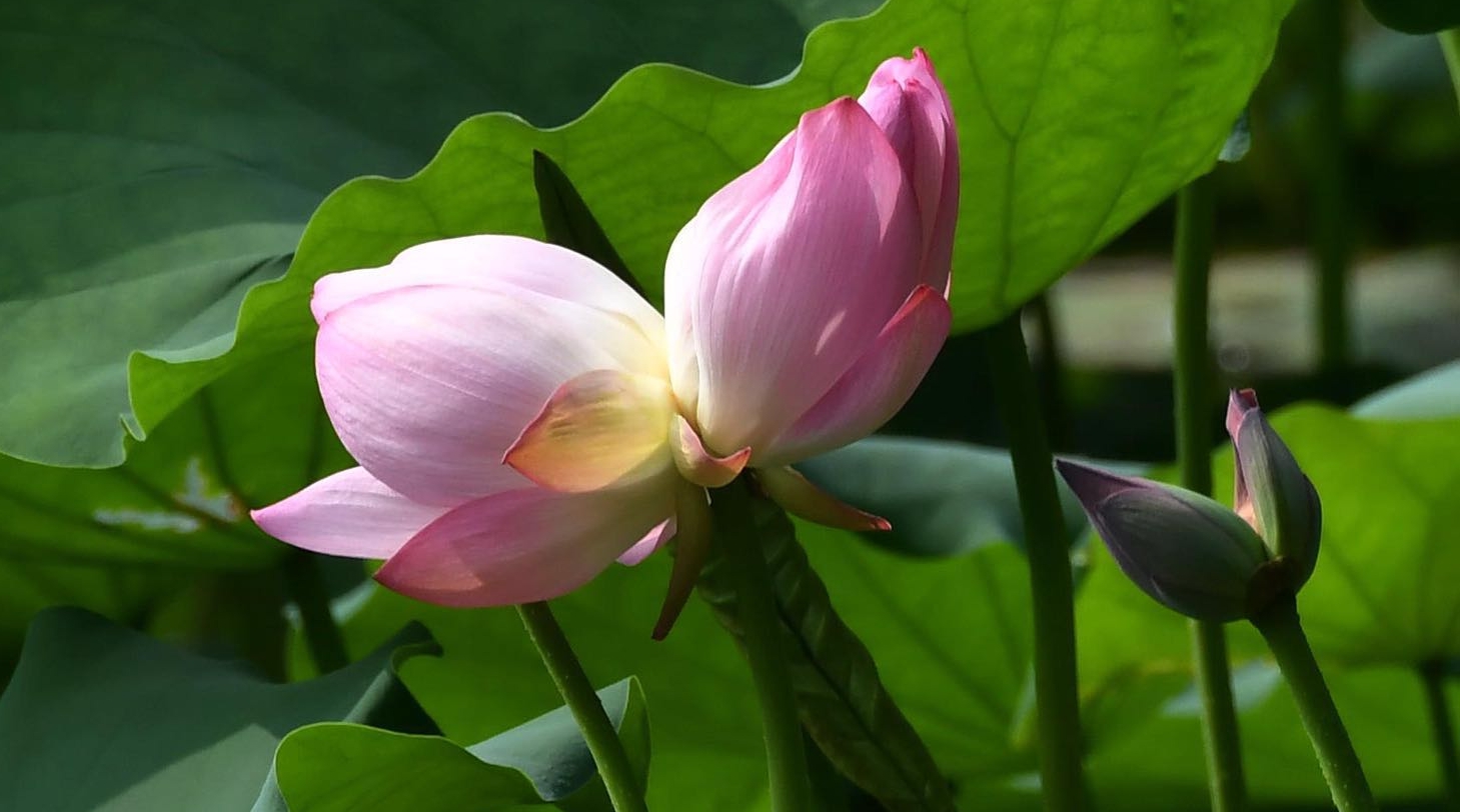 视频 | 并蒂莲开 客似云来