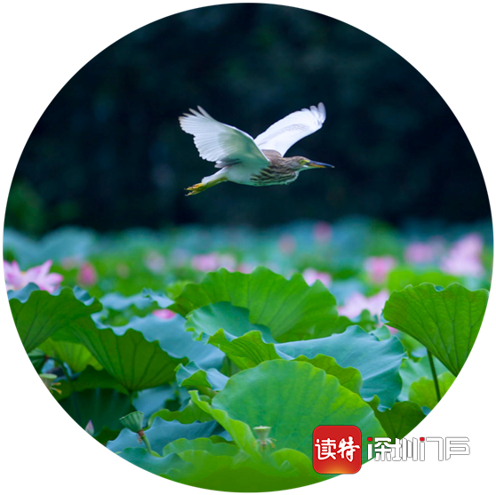 罗湖启动“城市双修”概念设计竞赛，城市生态廊道3个规划概念抢先看