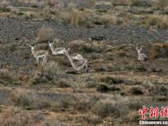 新疆巴里坤湿地现成群鹅喉羚奔跑觅食