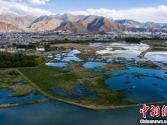 “拉萨之肺”拉鲁湿地初夏风景如画