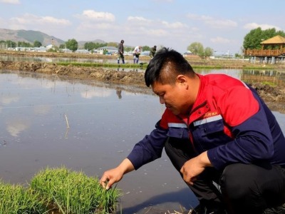 我们40｜在内蒙古稻田上种下对深圳的祝福
