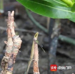 华侨城湿地惊喜录得世界濒危野生昆虫物种