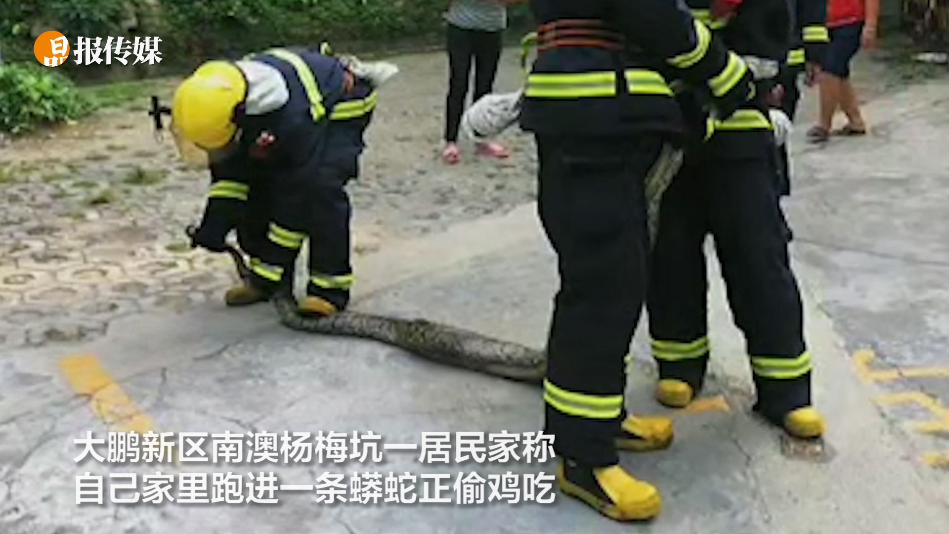 三米长大蟒潜下七娘山偷鸡， 蛇出没的季节户外活动需多留意