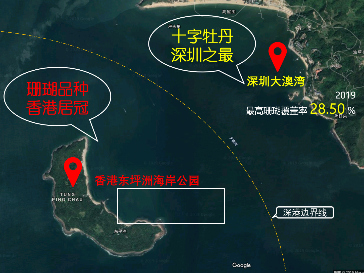 美丽深圳：珊瑚卵月下漫天绽放