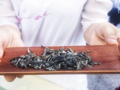 “藏茶之都”携手“白茶故乡”，共同打造东莞茶产业文化