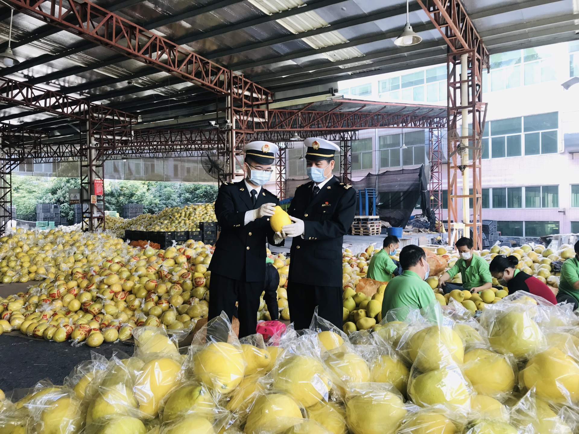 小品种大市场生意越来越好做，深圳海关助水果出口逆势上扬 