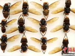 美国发现“杀手大黄蜂” 可对人体造成致命伤害
