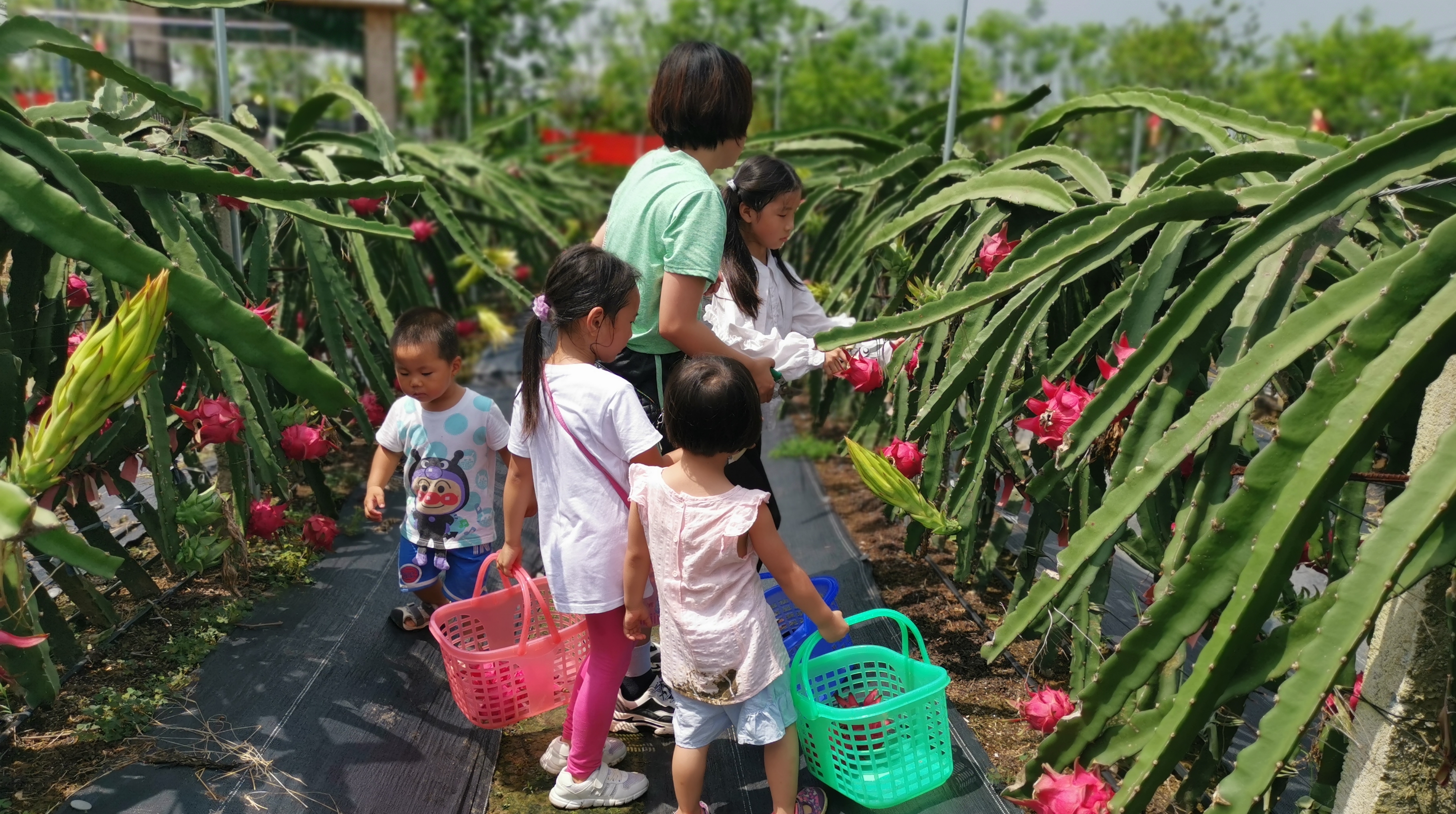 火龙果熟了，番禺大刀沙岛上游客采摘忙