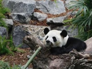 旅加大熊猫因疫情提前归国，网友：有一种“老母亲”的愉悦