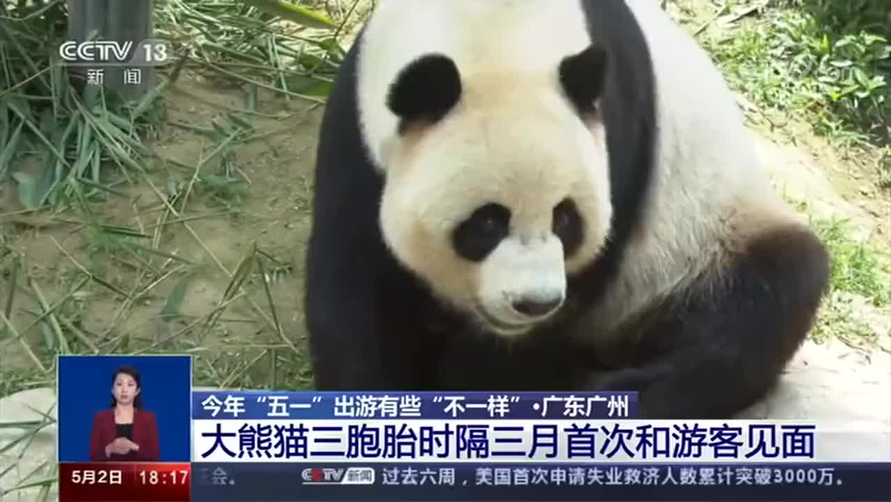 完美身材的大熊猫体重多少？来看看你跟国宝的差距