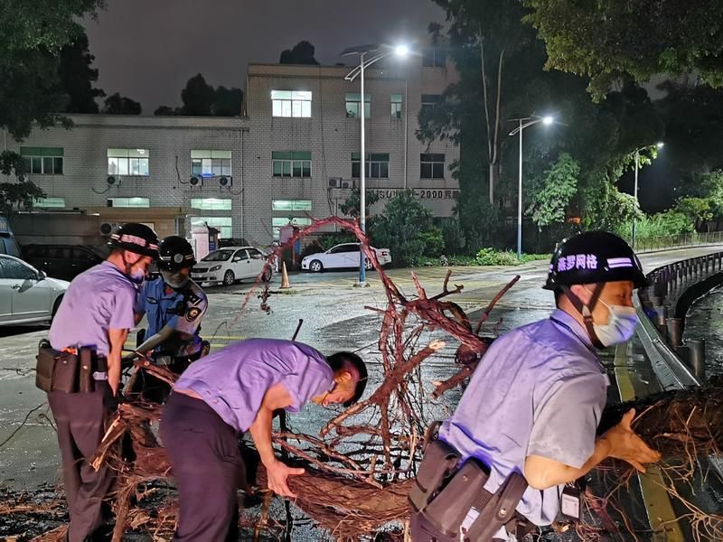 暴风雨致树木倾倒，燕罗网格员及时消除安全隐患