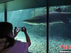 香港海洋公园阔别多日将重开 记者探访园内准备情况