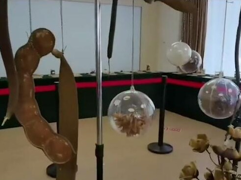 深圳首个移动“种子博物馆”开馆