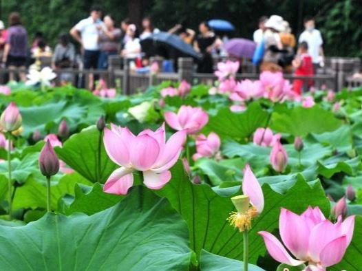 古代人的消暑妙招：戴帽子遮阳 夏日举办“避暑会”