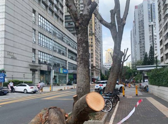 新闻路来了“光头强”？深圳福田遮阴行道树被齐齐“剃头”