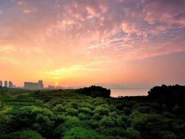 深圳城市文化新名片，红树林博物馆要来啦！