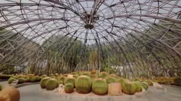 视频 | 仙湖沙漠植物展千姿百态