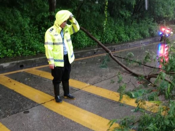 小树被刮倒横亘路上，罗湖交警合力清除路障保障交通顺畅